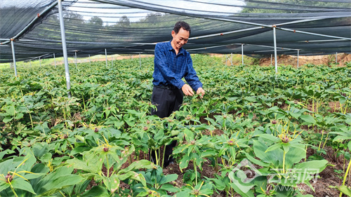 致富经重楼种植视频_种植重楼技术_种植重楼赚钱吗