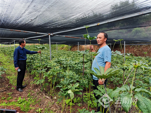 种植重楼赚钱吗_致富经重楼种植视频_种植重楼技术