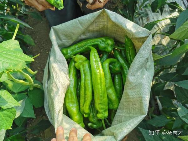 致富经大棚种菜辣椒_致富辣椒大棚种菜视频_致富辣椒大棚种菜技术视频