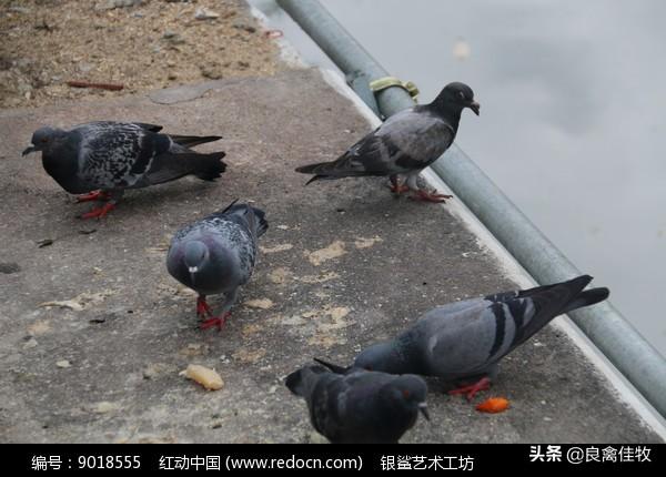 肉鸽养殖书籍下载_肉鸽养殖新技术在线阅读_新科学肉鸽养殖技术