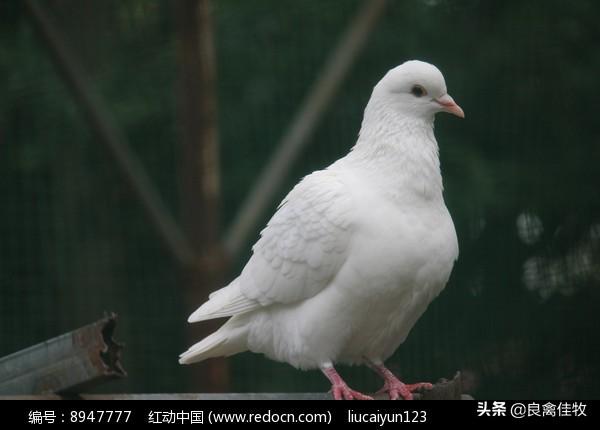 肉鸽养殖书籍下载_肉鸽养殖新技术在线阅读_新科学肉鸽养殖技术