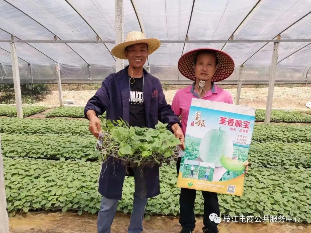 露地香瓜种植技术视频_视频种植香瓜露地技术要点_露地定植香瓜种植技术视频