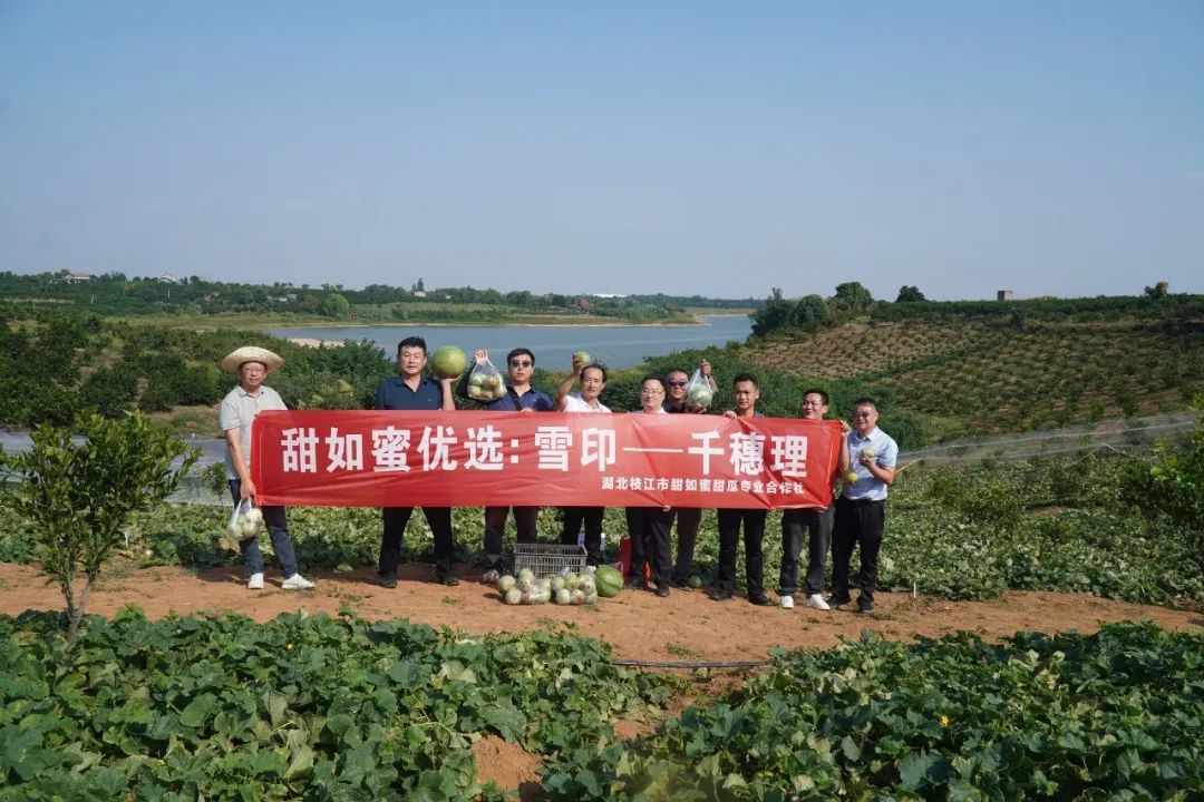 视频种植香瓜露地技术要点_露地定植香瓜种植技术视频_露地香瓜种植技术视频