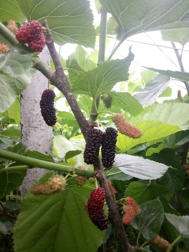 种植桑苗的新方法_种桑的技术视频_桑种种植技术