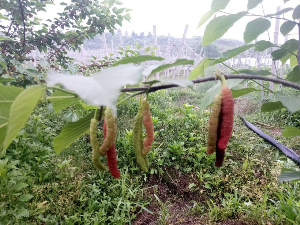 桑种种植技术_种桑的技术视频_种植桑苗的新方法