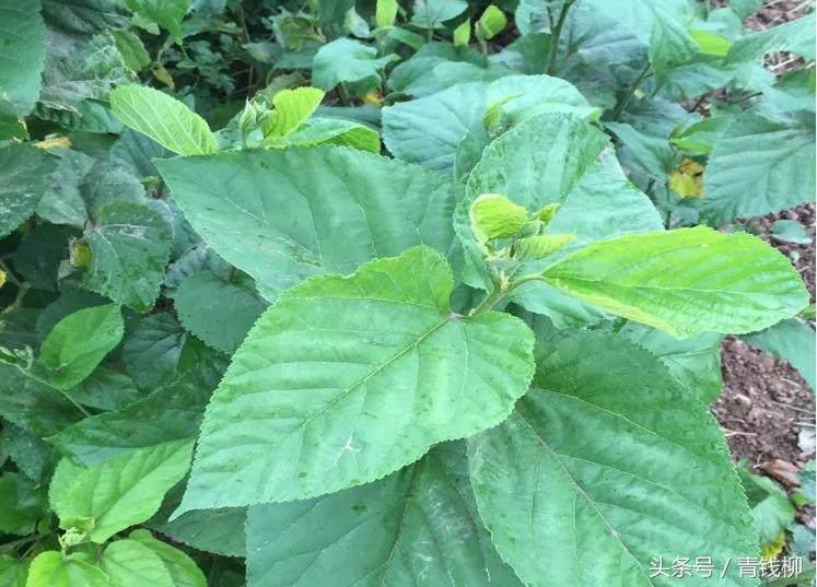 蛋白桑生物学和生态学特性及栽培技术