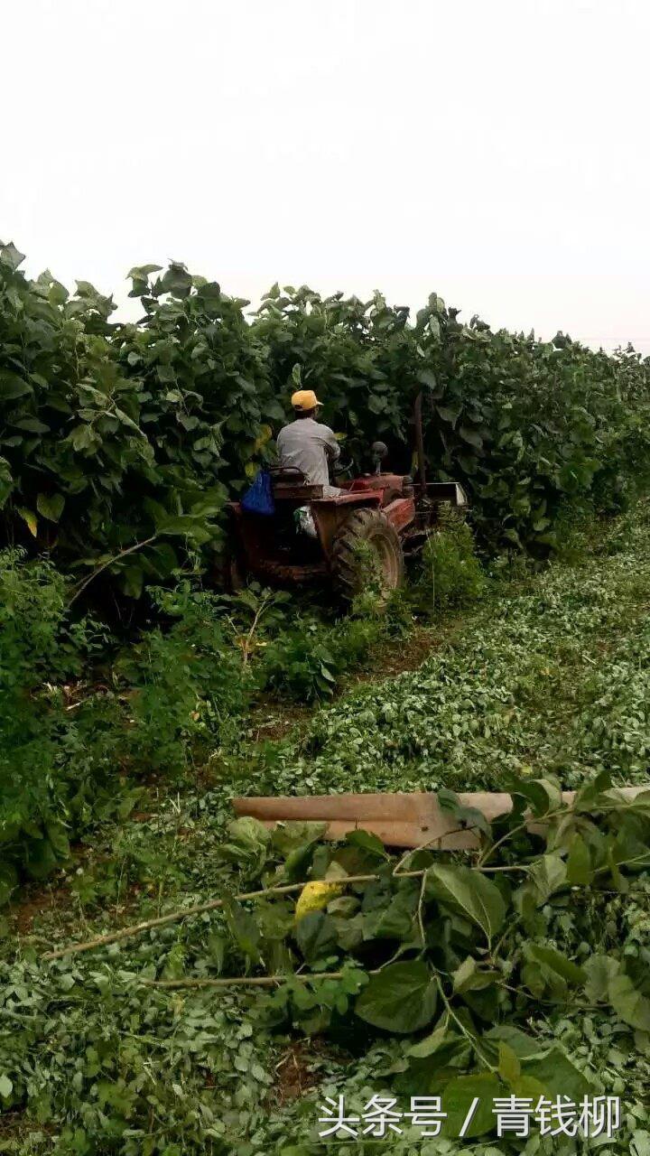 桑种种植技术_桑的种植技术_种桑的技术视频