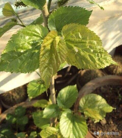 桑的种植技术_种植桑苗的新方法_桑种种植技术