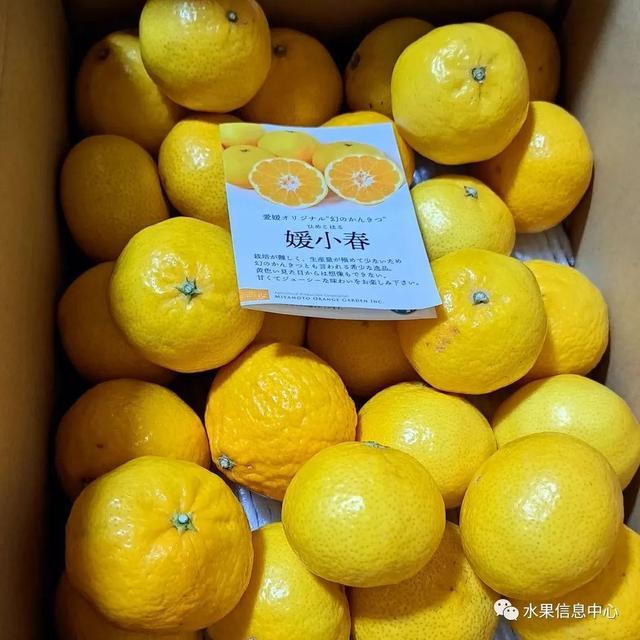 柑橘太阳果的防治方法_红太阳柑橘品种视频_红太阳柑橘种植技术