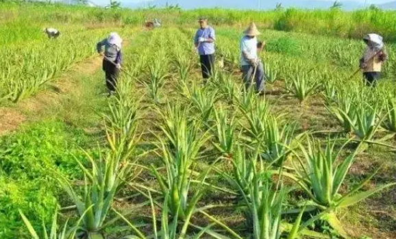 致富经蝎子养殖成功案例_致富经养蝎基地视频_致富经养蝎子视频大全