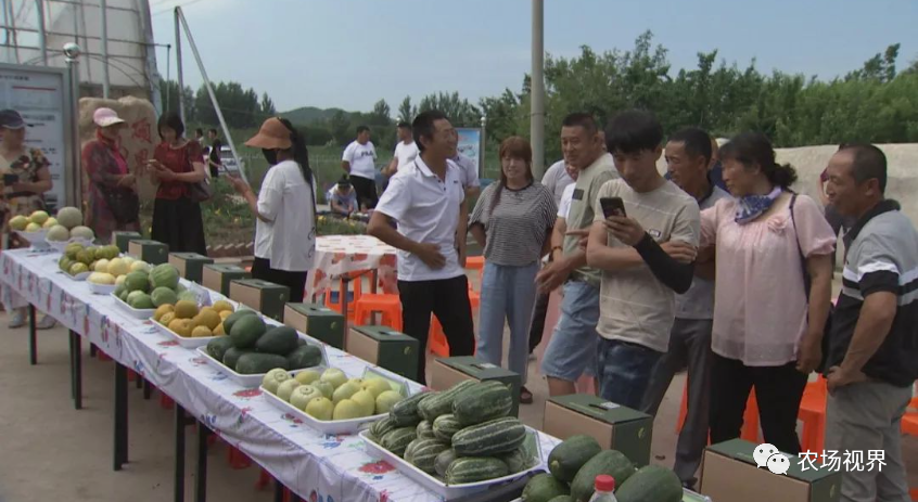 路地种植香瓜视频_露天香瓜种植技术视频_露地香瓜种植技术视频