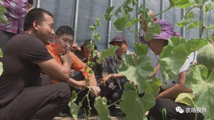 露天香瓜种植技术视频_路地种植香瓜视频_露地香瓜种植技术视频