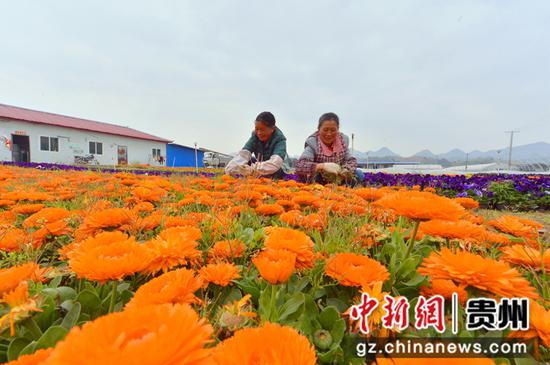 惠水：抓单品出特色上规模 推动农业现代化高质量发展