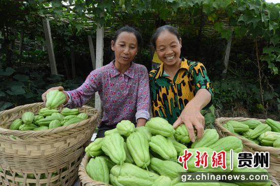 弄苑村村民采摘佛手瓜