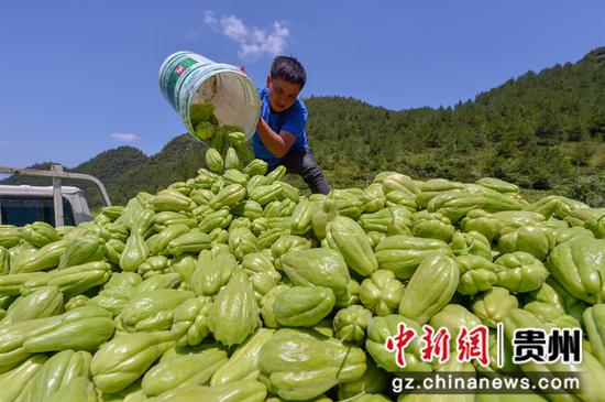 三合村鸡场坡一带种植的200余亩佛手瓜基地里，工人们正忙着将新鲜采摘下来的佛手瓜进行装车  芦晓娟 摄