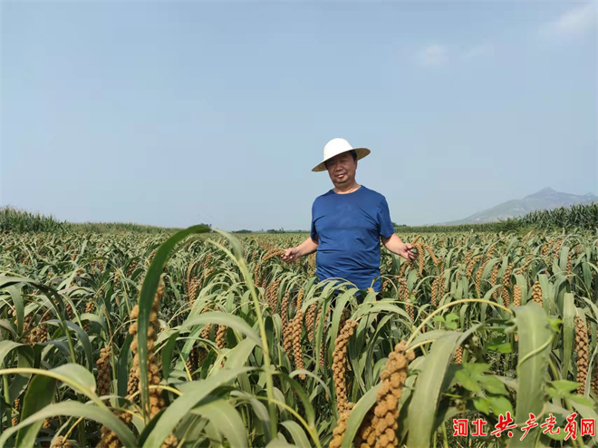 杨增召在谷子种植基地