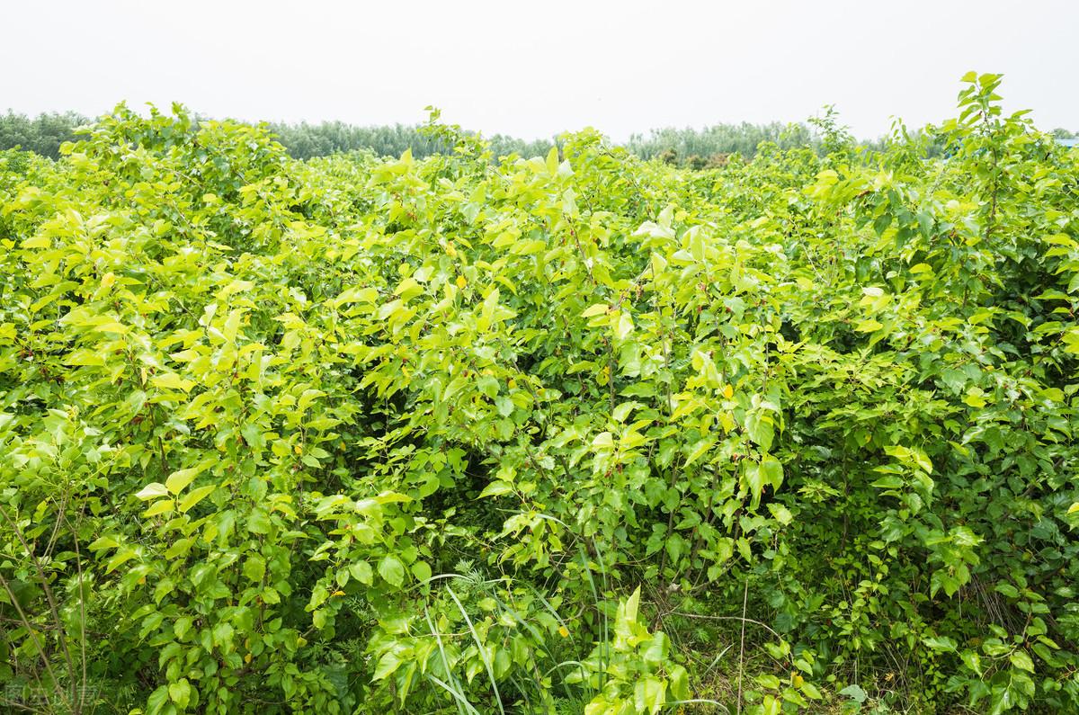 种桑的技术视频_桑种种植技术_种植桑苗的新方法