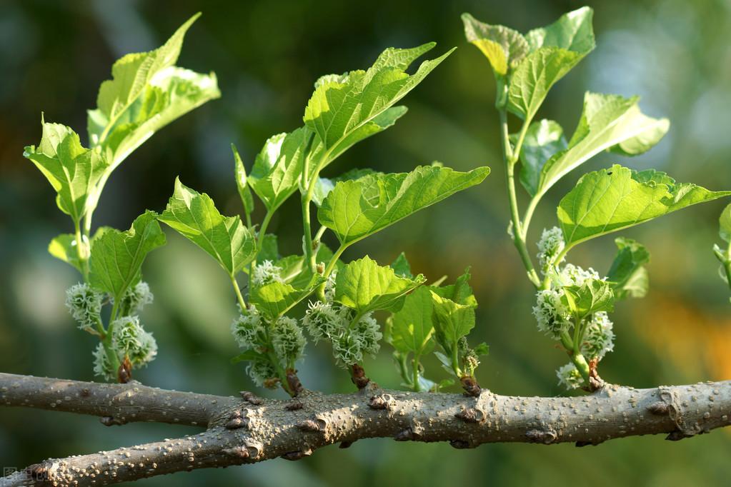 种植桑苗的新方法_桑种种植技术_种桑的技术视频