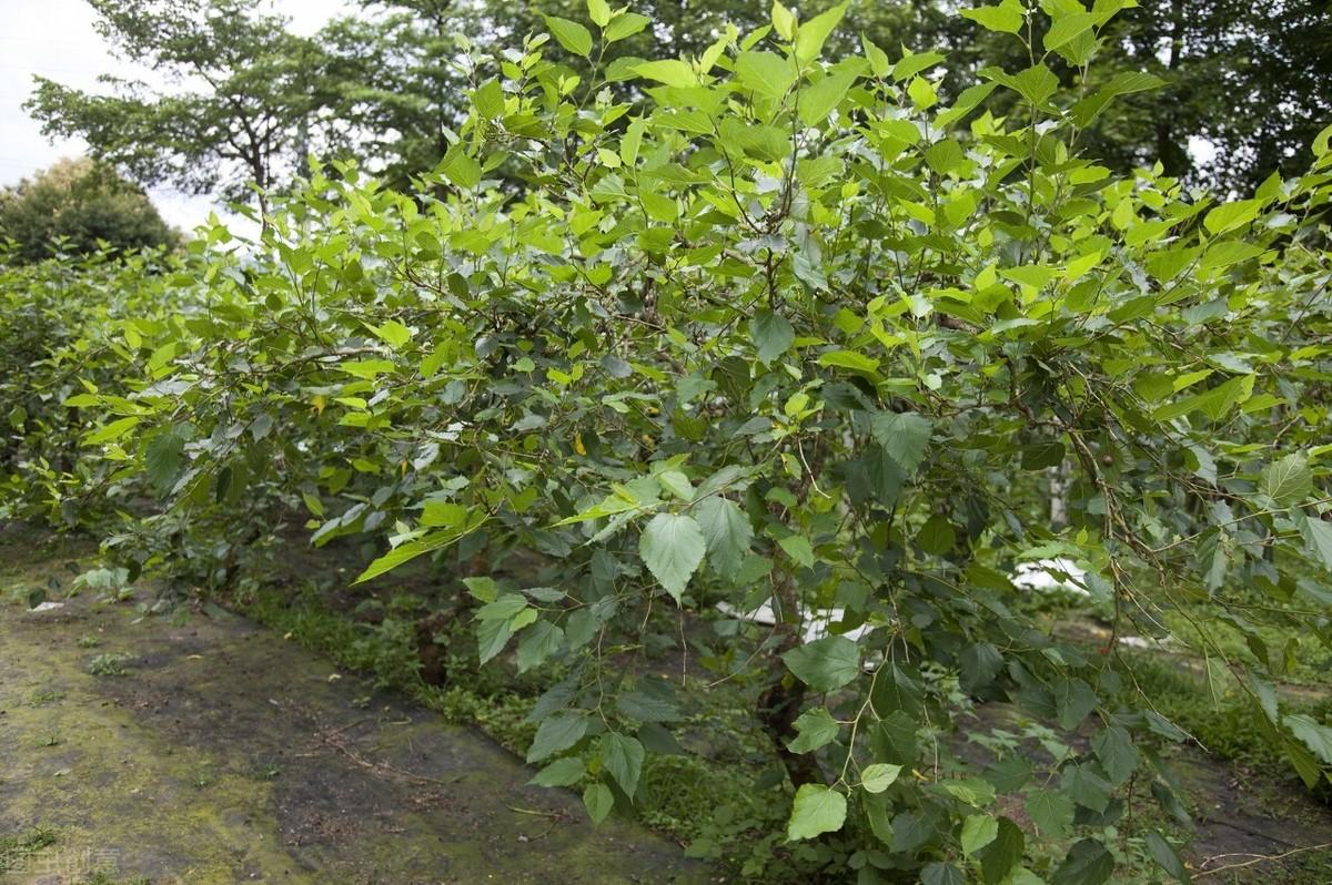 种植桑苗的新方法_种桑的技术视频_桑种种植技术