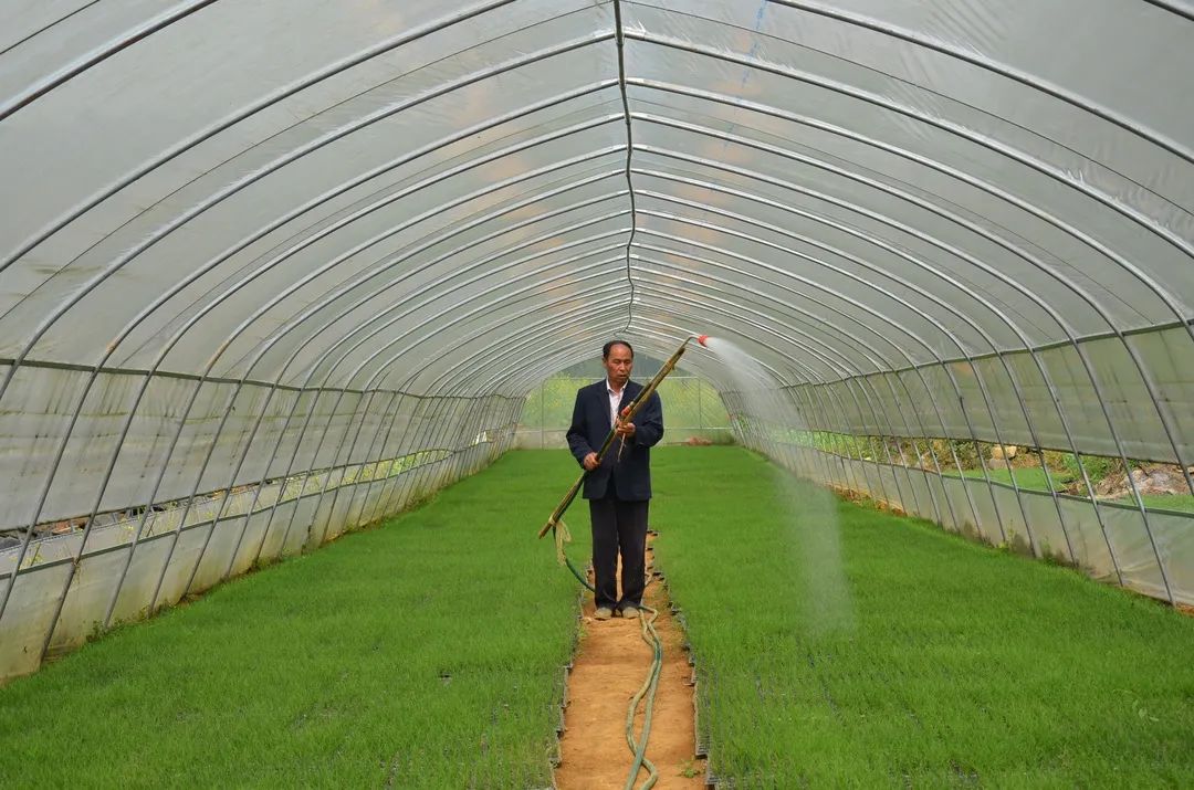 种植韭菜致富_致富经韭菜种植视频_致富经韭菜种植技术视频