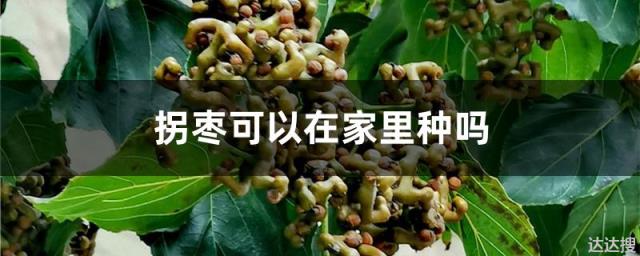 拐枣可以在家里种吗，拐枣种子可以直接种吗