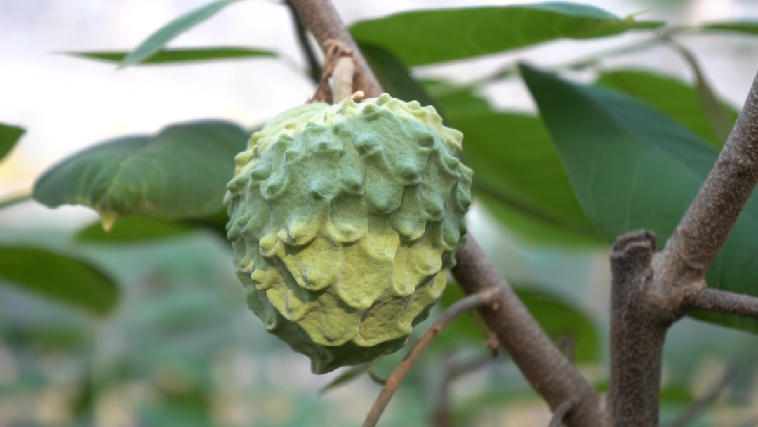 温室种植释迦技术_释迦果养殖_释迦养殖技术