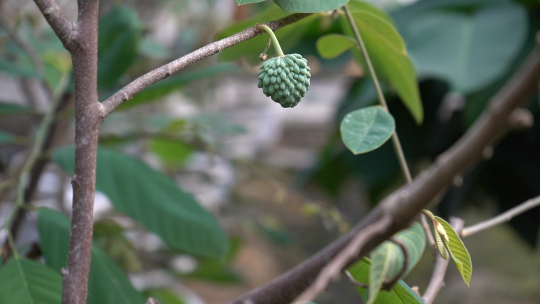 释迦果养殖_温室种植释迦技术_释迦养殖技术