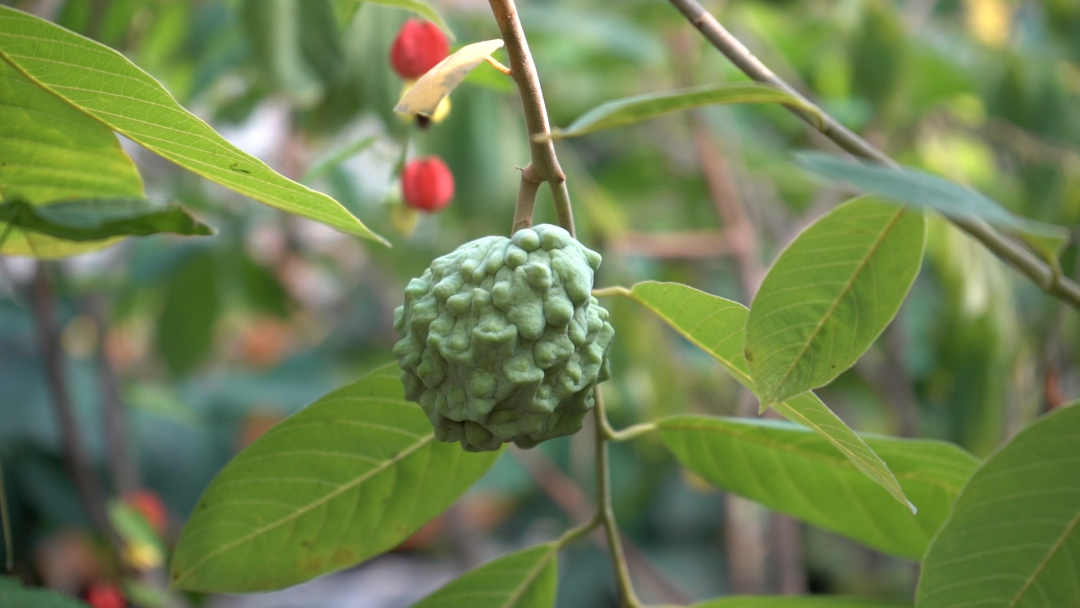 释迦养殖技术_温室种植释迦技术_释迦果养殖