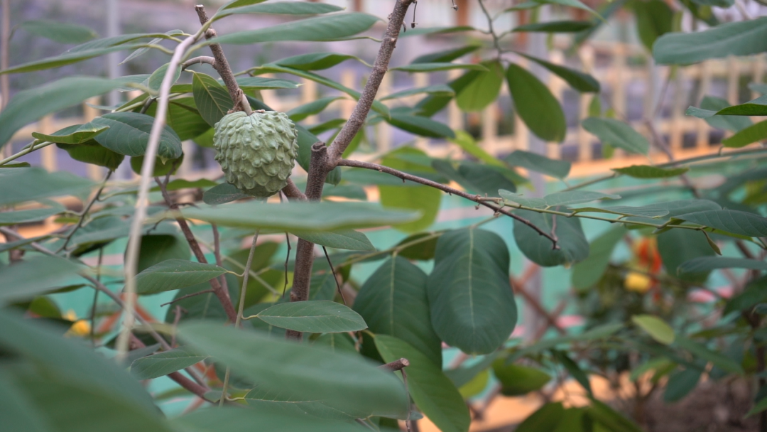 释迦果养殖_温室种植释迦技术_释迦养殖技术