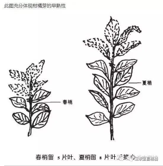 柑橘太阳果的防治方法_红太阳柑橘种植技术_红太阳柑橘品种视频