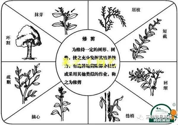 红太阳柑橘种植技术_红太阳柑橘品种视频_柑橘太阳果的防治方法