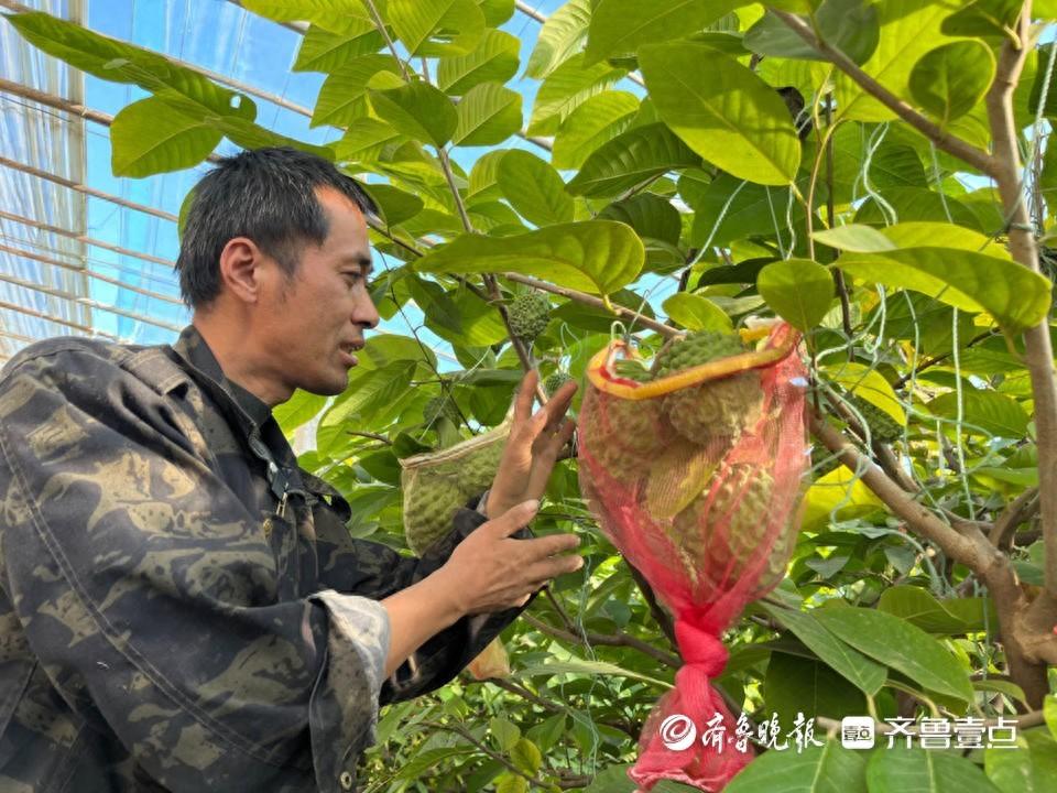 释迦养殖技术_温室种植释迦技术_释迦果养殖