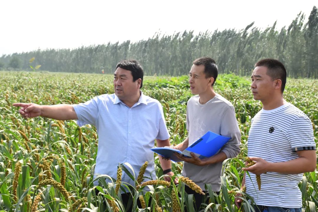 农业种植致富项目连翘种植_种植连翘的效益怎么样_连翘种植合作社