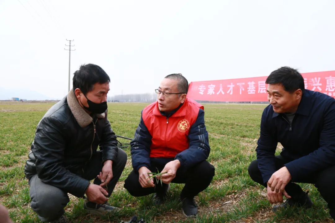 连翘种植合作社_种植连翘的效益怎么样_农业种植致富项目连翘种植