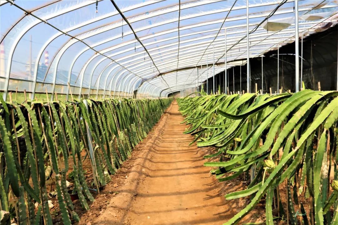 农业种植致富项目连翘种植_种植连翘的效益怎么样_连翘种植合作社