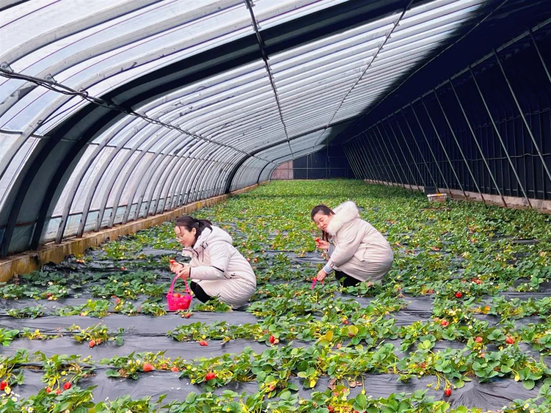 农业种植致富项目连翘种植_种植连翘的效益怎么样_连翘种植合作社