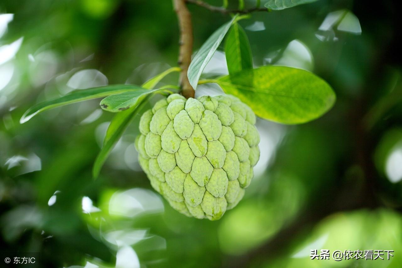 释迦养殖技术_温室种植释迦技术_释迦种植视频