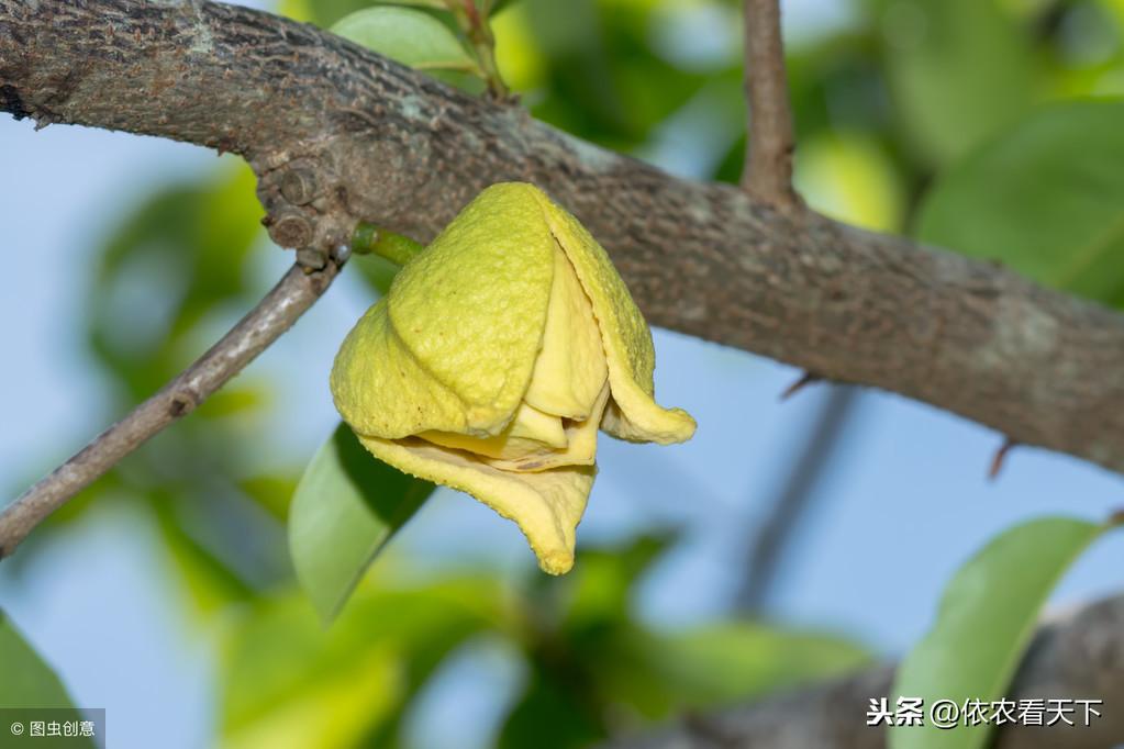 释迦养殖技术_释迦种植视频_温室种植释迦技术