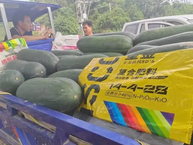 小型冬瓜栽培技术视频_迷你冬瓜种植致富_迷你小冬瓜种子价格