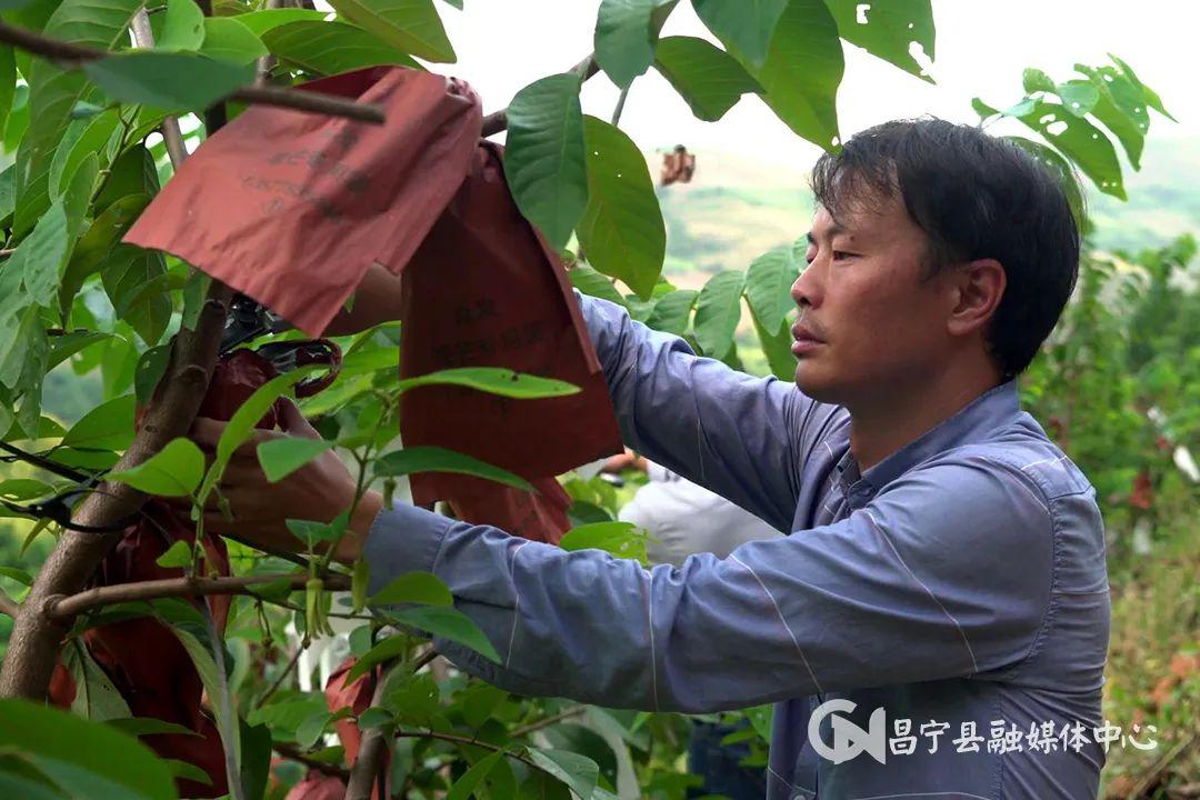 释迦果养殖_温室种植释迦技术_释迦养殖技术