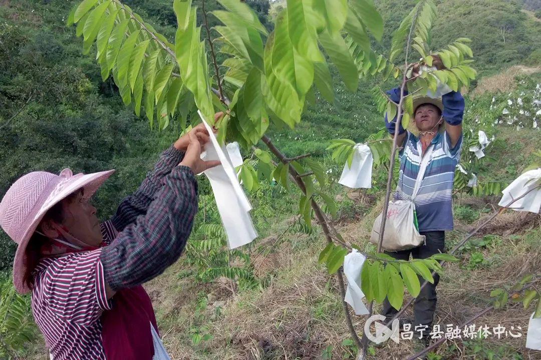 温室种植释迦技术_释迦养殖技术_释迦果养殖