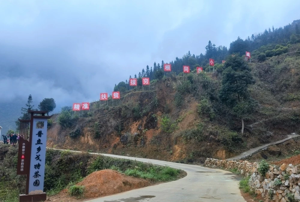 宣威市普立乡：百年茶树焕发新生机 片片“黄金叶”谱写乡村“致富经”