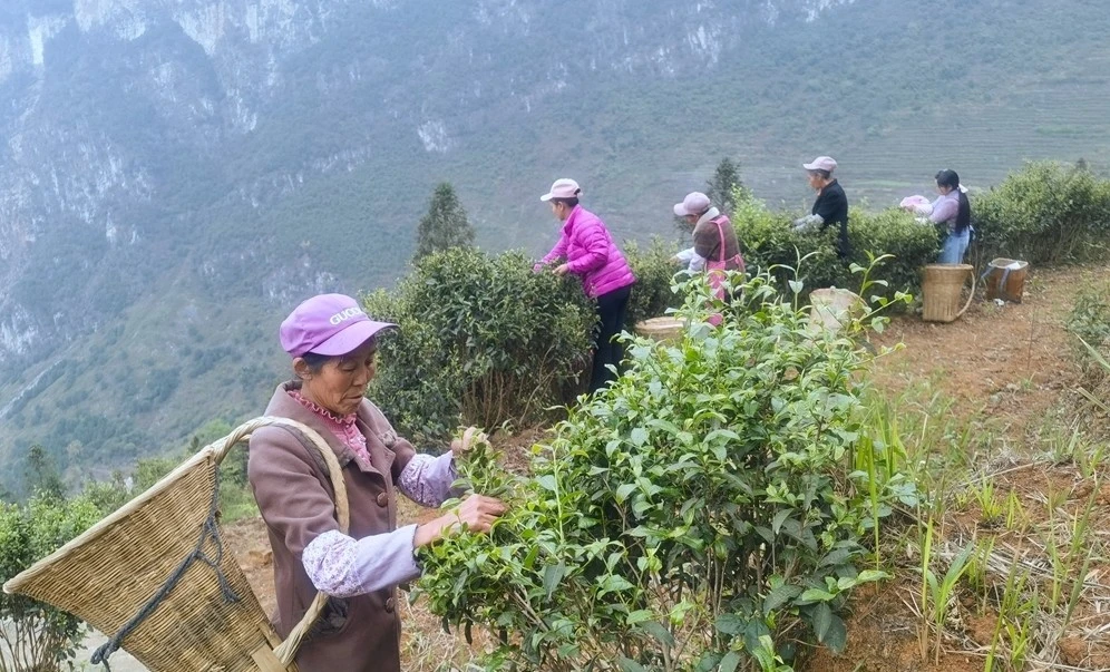 致富茶树种植技术与管理_致富经茶树种植技术_种植茶树赚钱吗