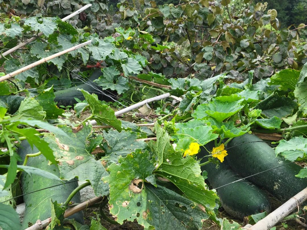 冬瓜的种植技术_冬瓜种植技术与管理视频教程_冬瓜种植技术和管理