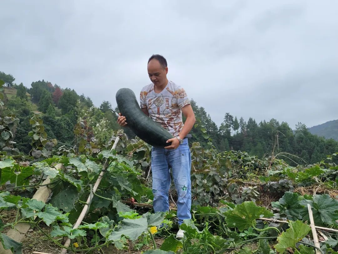 冬瓜的种植技术_冬瓜种植技术与管理视频教程_冬瓜种植技术和管理