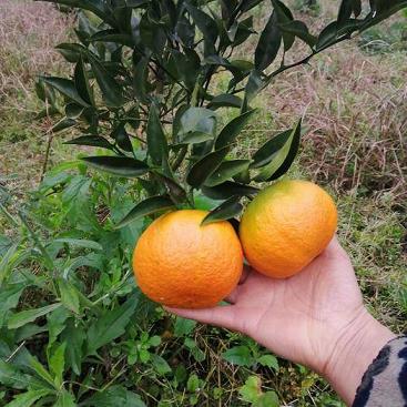 万州柑橘种植技术_四川红袍柑学名叫什么