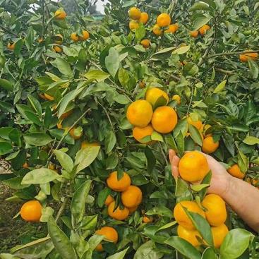 万州柑橘种植技术_四川红袍柑学名叫什么