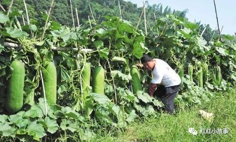 冬瓜种植技术和管理_冬瓜的种植技术_冬瓜种植技术与管理法