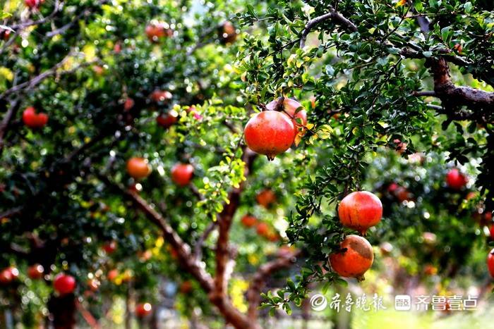 石榴种植致富经_致富石榴种植视频_石榴种植效益