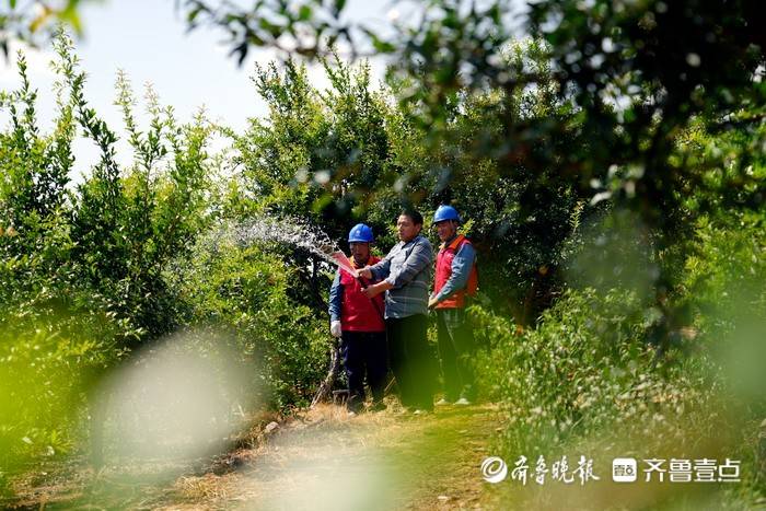 致富石榴种植视频_石榴种植致富经_石榴种植效益